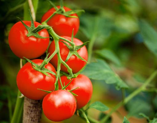 510x400_tomato_patio_ellepot.jpg