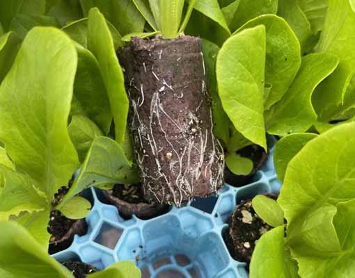 510X400 165S64L Ellepot Air Tray. Rootsjpg