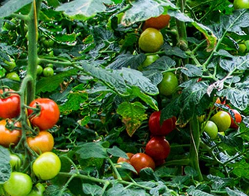 tomato_510x400.jpg