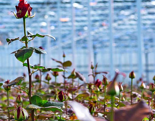 510X400 Ellepot Propagation Roses