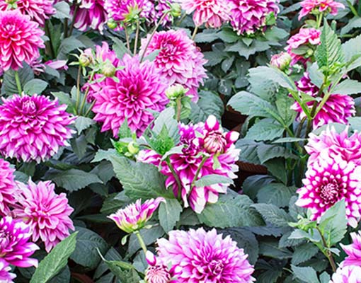510X400 Ellepot Propagation Dahlia
