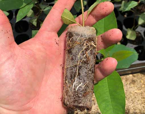 510X400 Ellepot Propagation Tray EMG35096