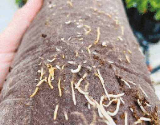 Ellepot Air Pruning With The Degradable And Penetrable Ellepot Paper And Air Tray