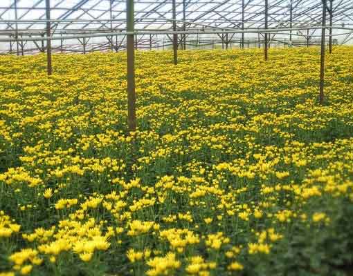 mums_cuts_flowers_510x400.jpg