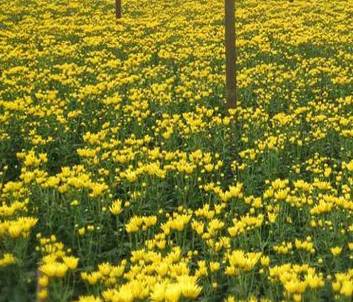 700x600 mums_cuts_flowers_ellpeot.jpg