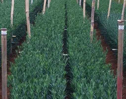 Ellepot propagation of Carnation.jpg