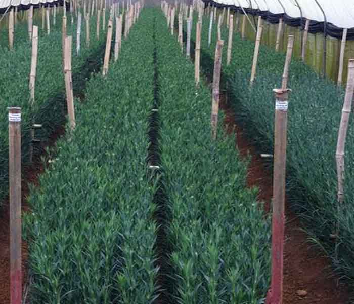 700x600 Ellepot propagation of Carnation