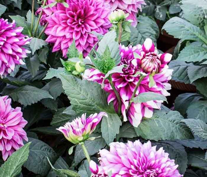 700x600 dahlia_ellepot.jpg