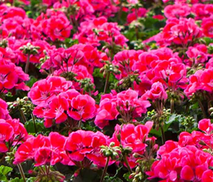 700x600 Pelargonium_ellpeot.jpg