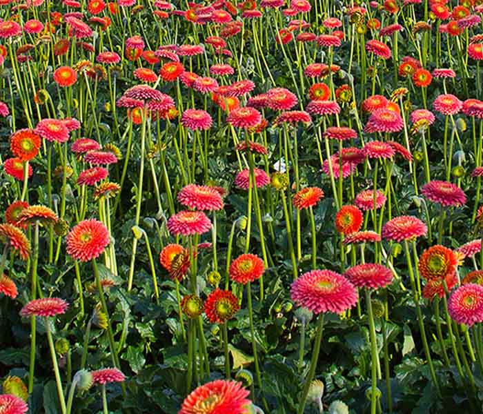 700x600 gerbera_ellepot.jpg