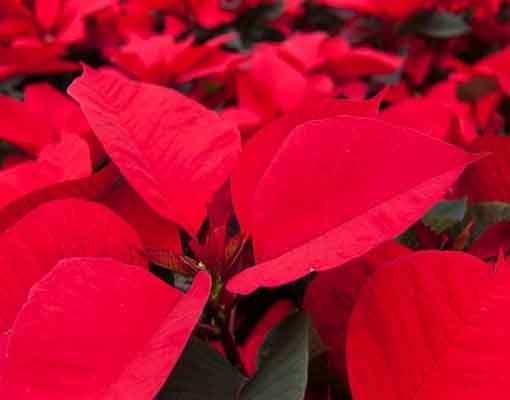 poinsettia 510 x 400.png