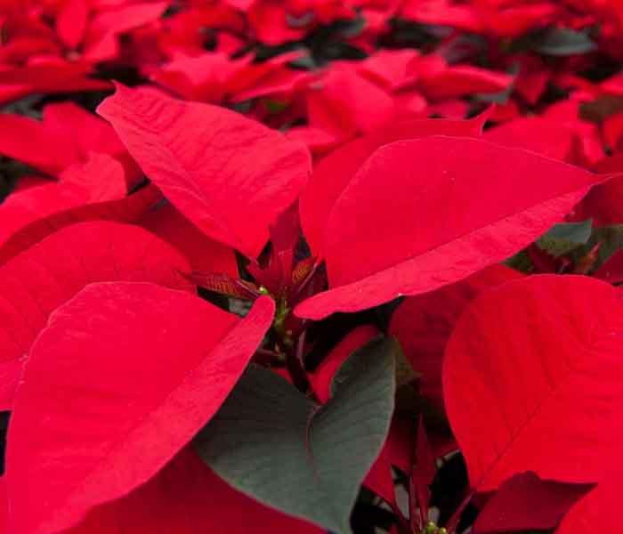 700x600_poinsettia_ellepot.jpg