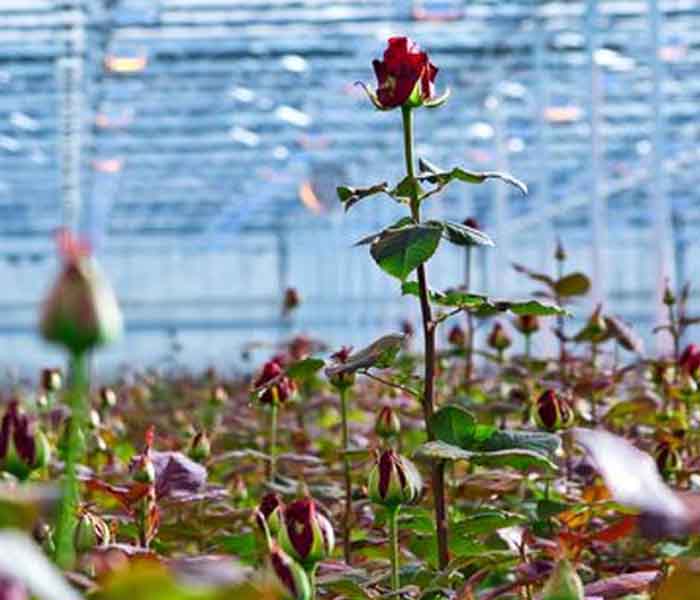 700x600_roses_ellepot.jpg