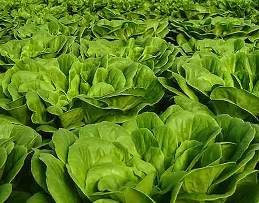 510x400_ellepot_indoor farming_salat