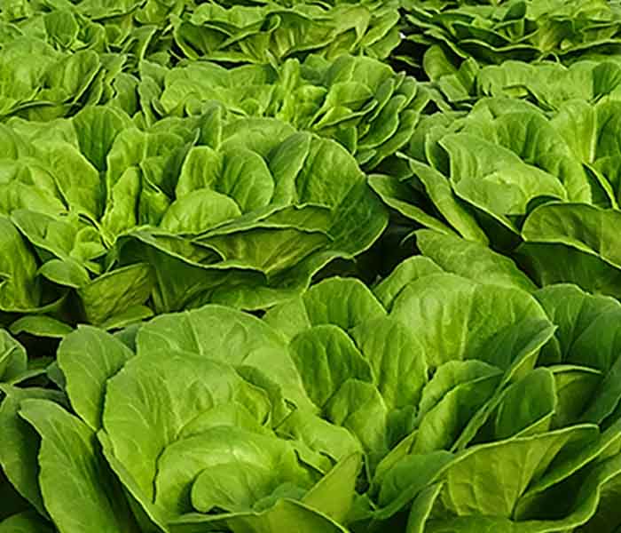 700x600_salat_ellepot
