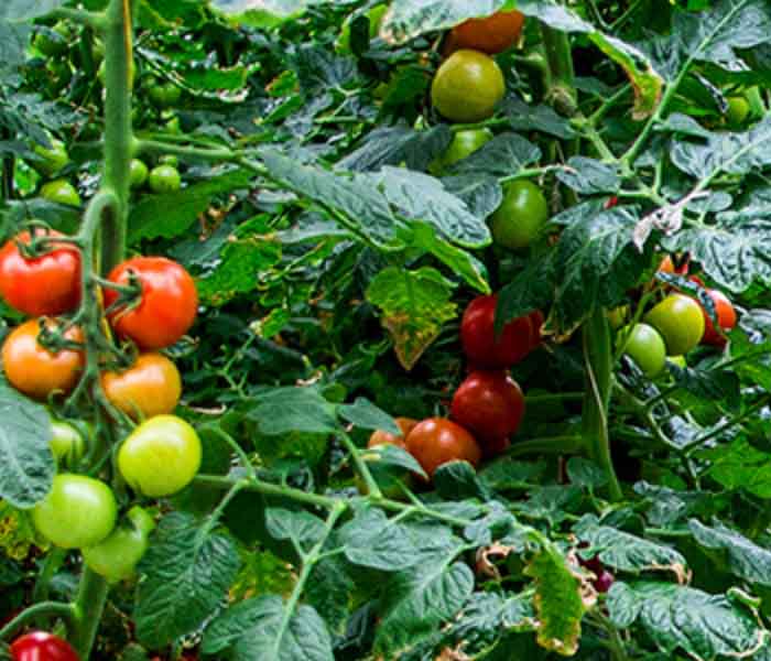 700x600_tomato_ellepot propagation