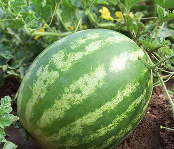 700x600_Water melon propagation in Ellepot System