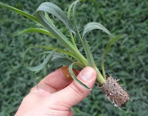 510x400_carnation_ellepot.jpg