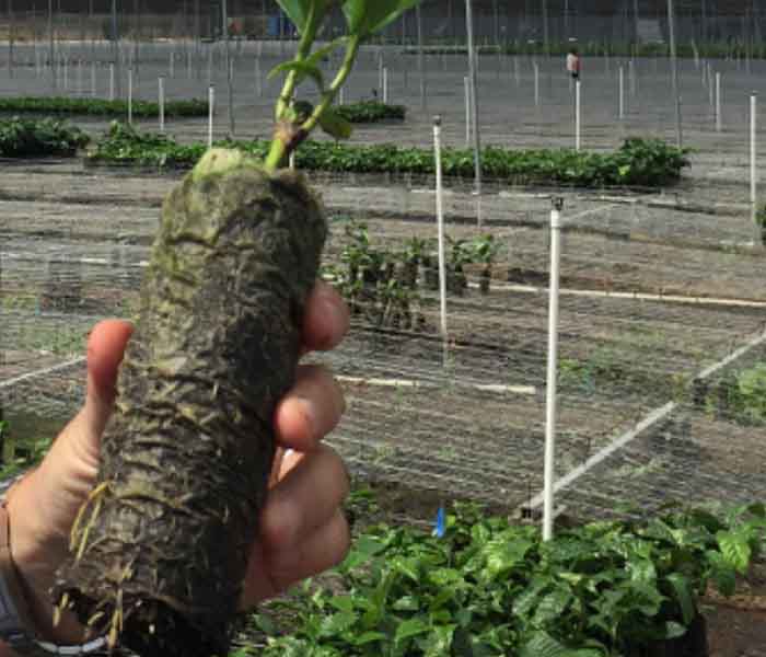 700x600_coffee_plant ellepot.jpg