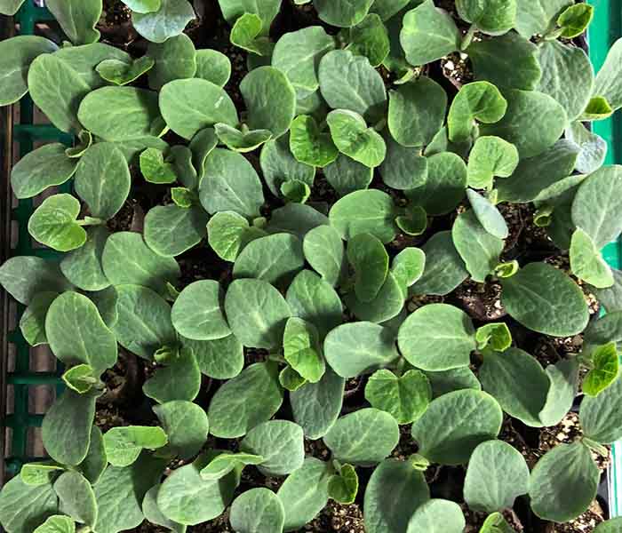 squash propagation in Ellepot System