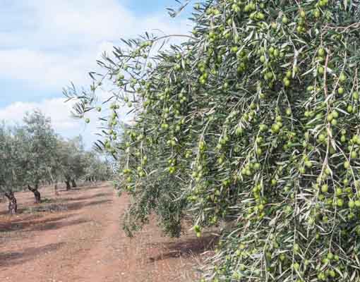 510x400_Olives propagation in the Ellepot System