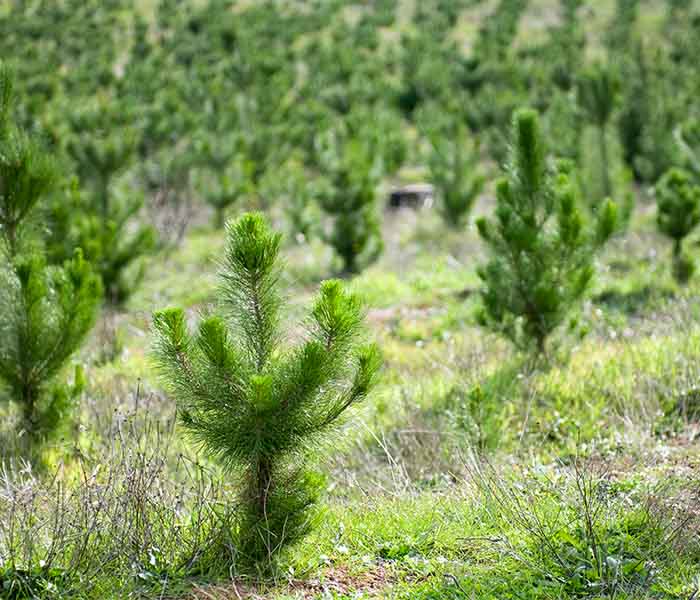 700x600 pine propagation the in Ellepot System