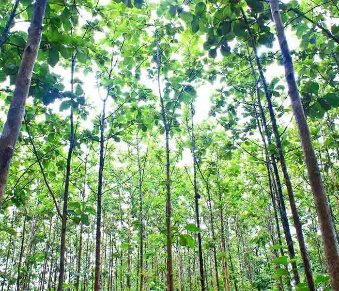 700x600 teak propagation int he Ellepot System