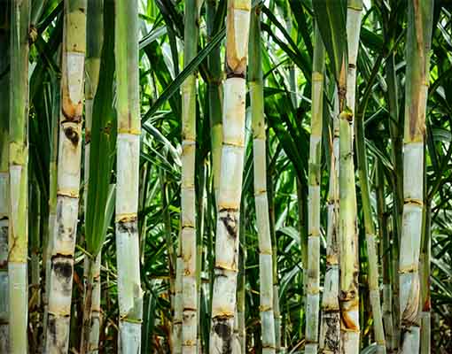 510x400_sugarcane_ellepot.jpg
