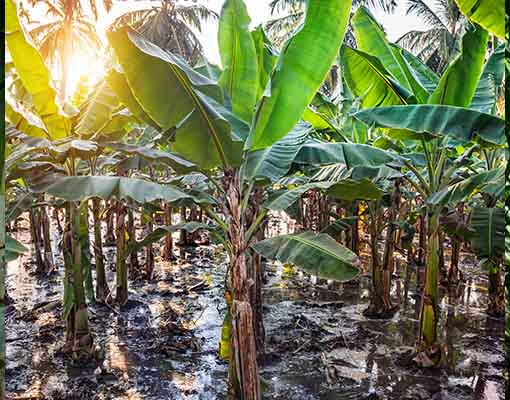 banana propagation in the Ellepot System