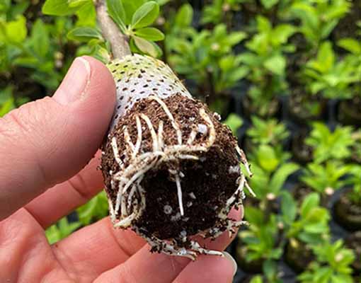 510X400 Ellepot Propagation Paper Membran U1