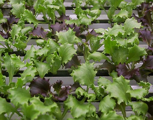 510x400 Ellepot Sleeve  Fully automated from seeding and all the way to harvesting and packaging