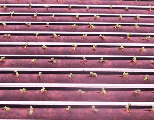 Ellepot Sleeve System ultra precision seeding and control of seed placement